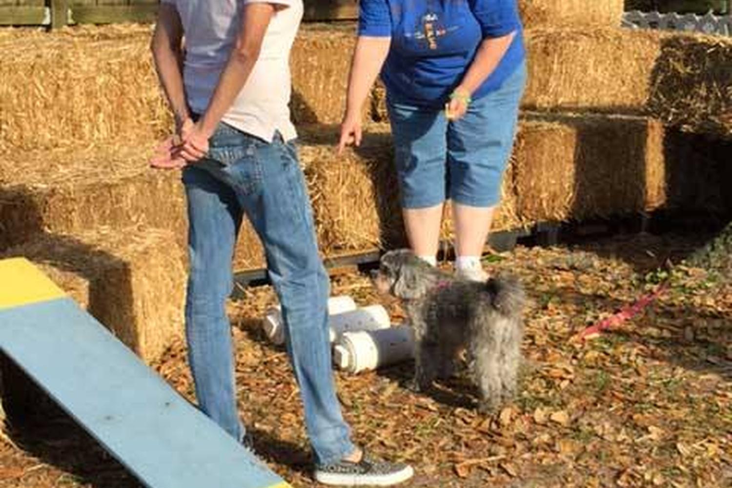 Dog Dock Jumping Pool 2