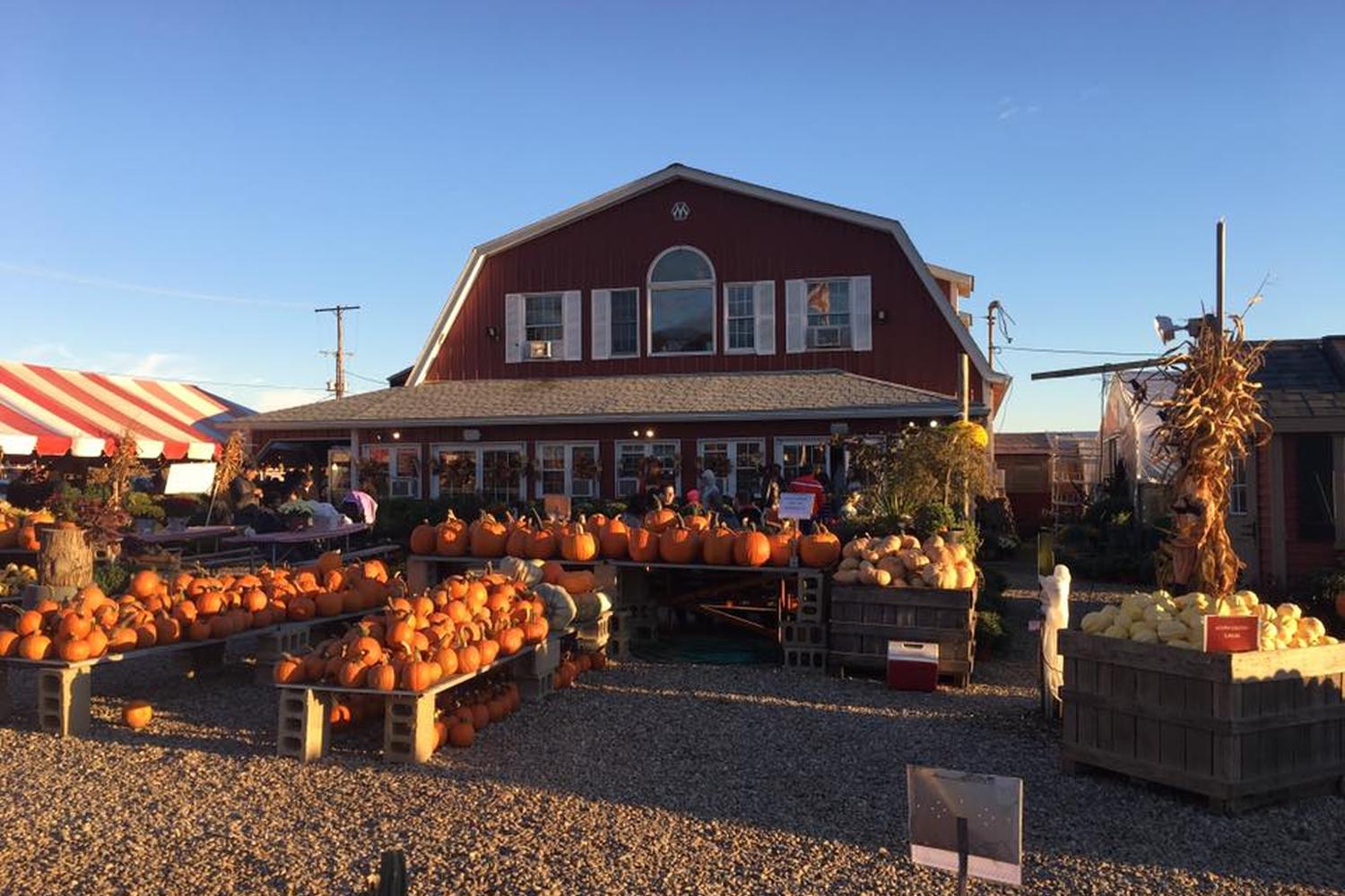 Alstede Farms 2