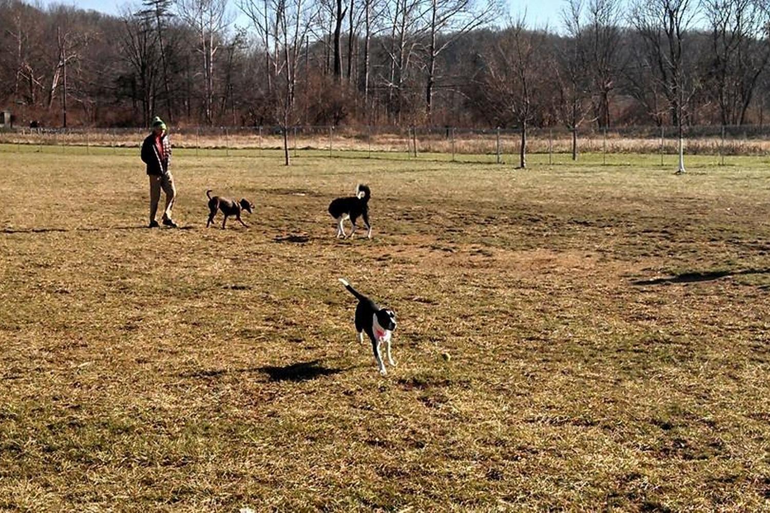Morris Broadband Dog Park 0