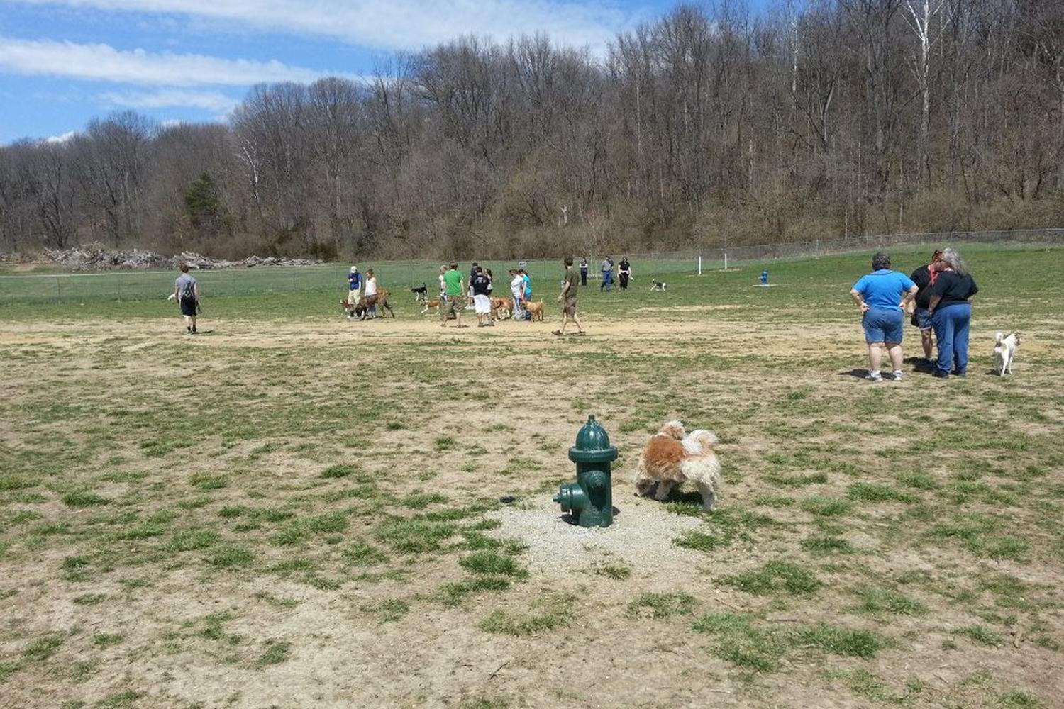 Morris Broadband Dog Park 1