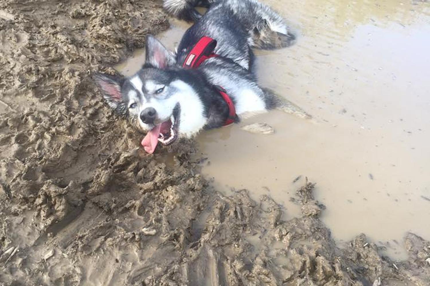 Morris Broadband Dog Park 4