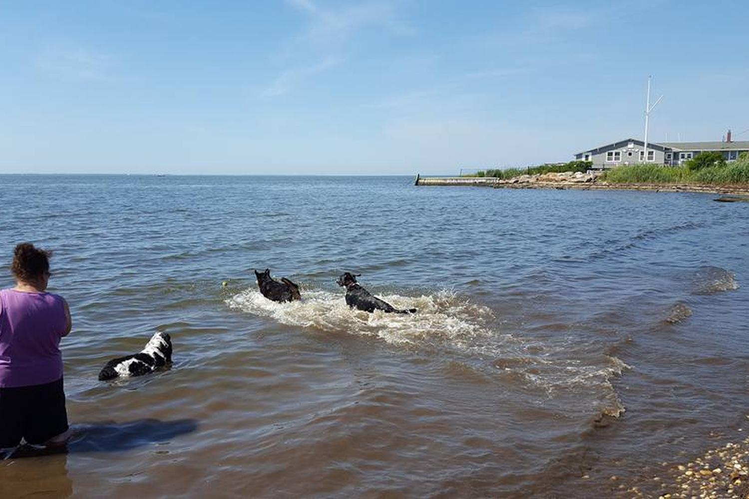 Mud Creek Dog Park 4