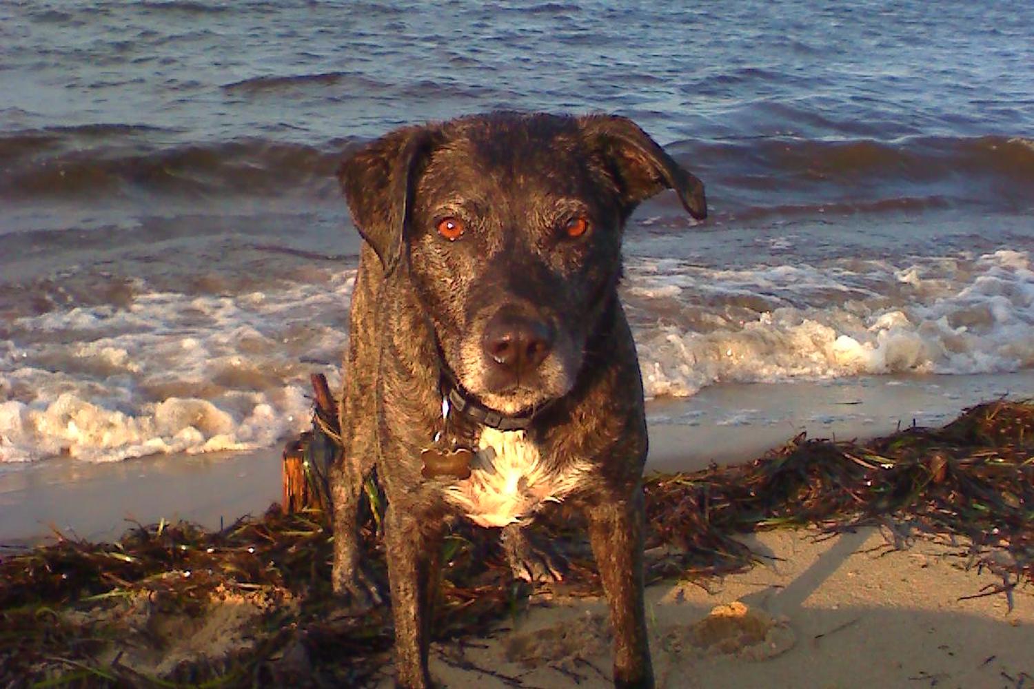 Mud Creek Dog Park 0