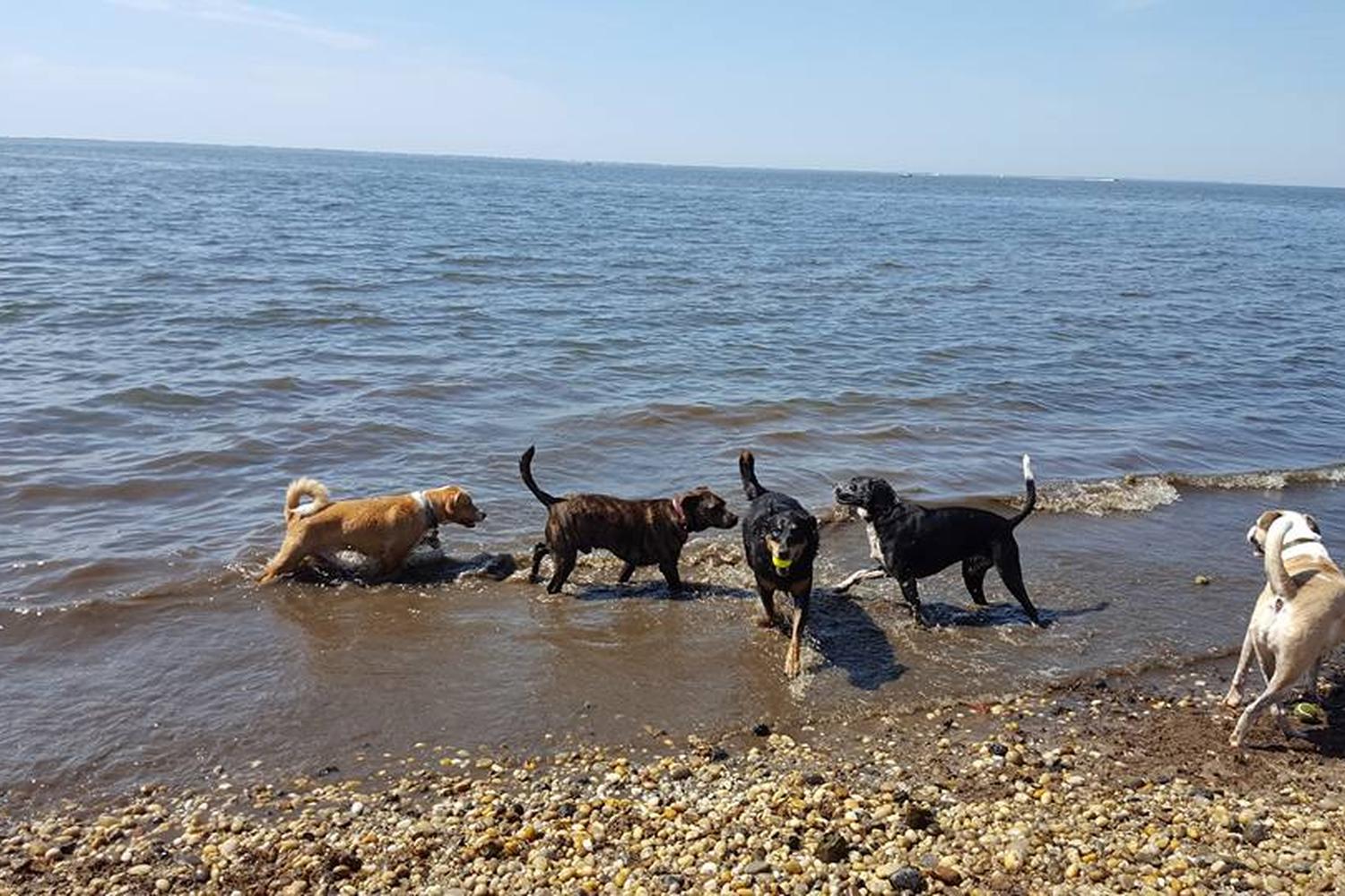 Mud Creek Dog Park 5