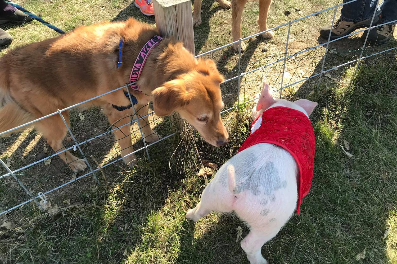 Richardson Adventure Farm 0