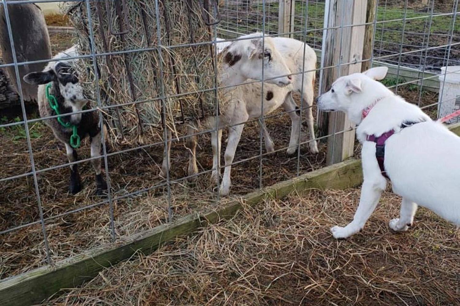 Richardson Adventure Farm 2