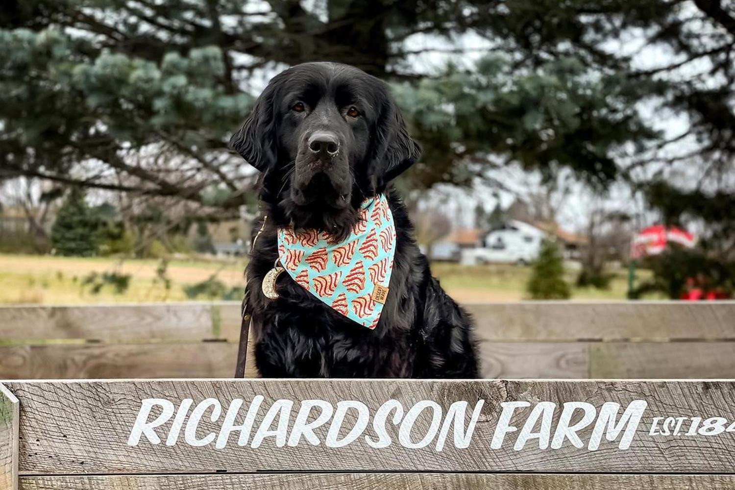 Richardson Adventure Farm 4