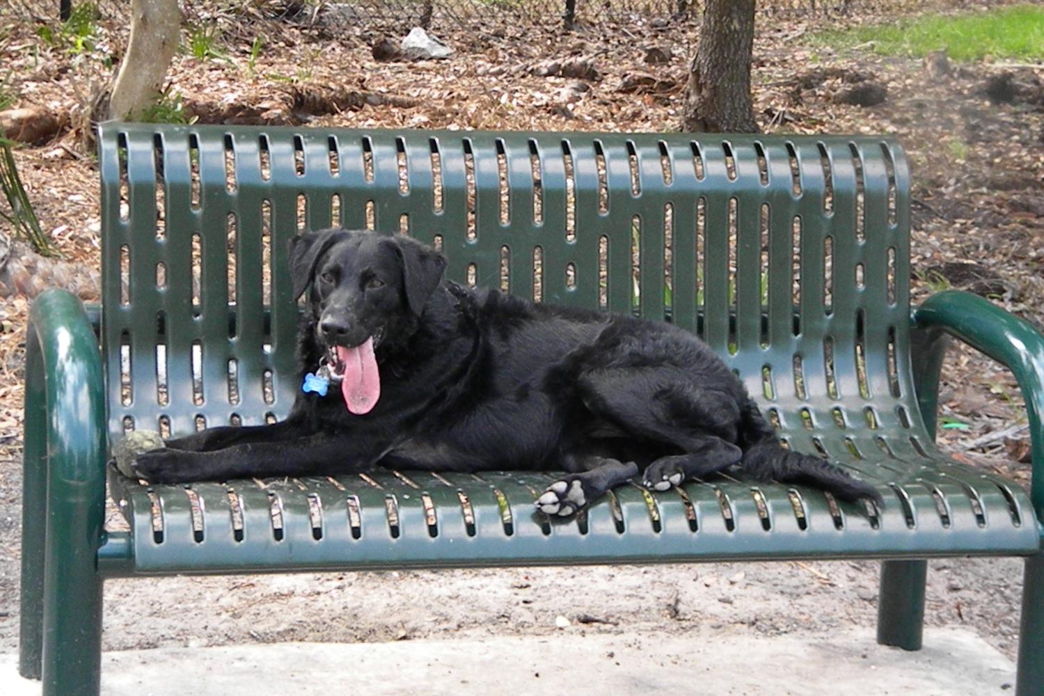 Enterprise Dog Park 3