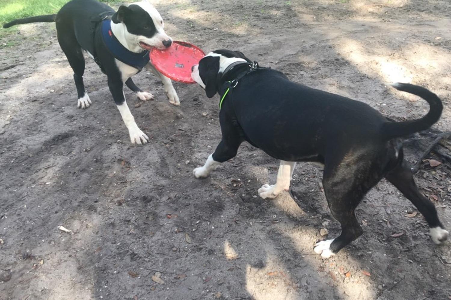 Enterprise Dog Park 6