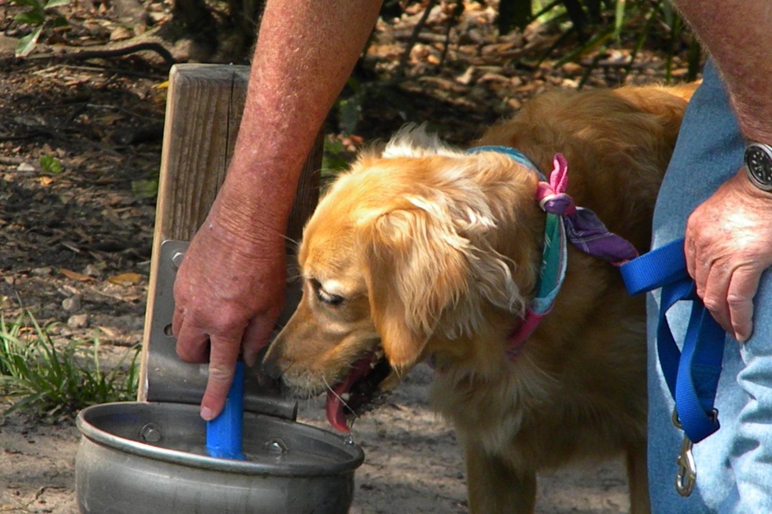 Enterprise Dog Park 2