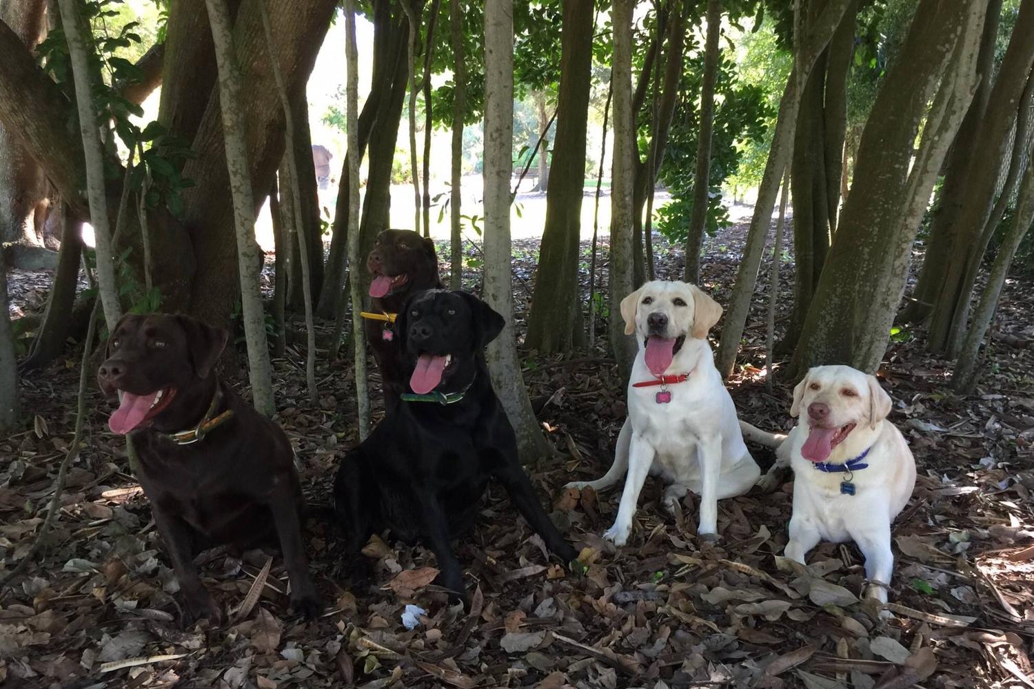 Enterprise Dog Park 4