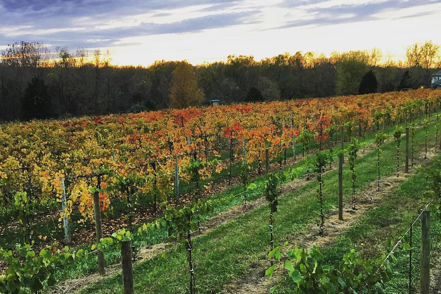 Alto Vineyards 8