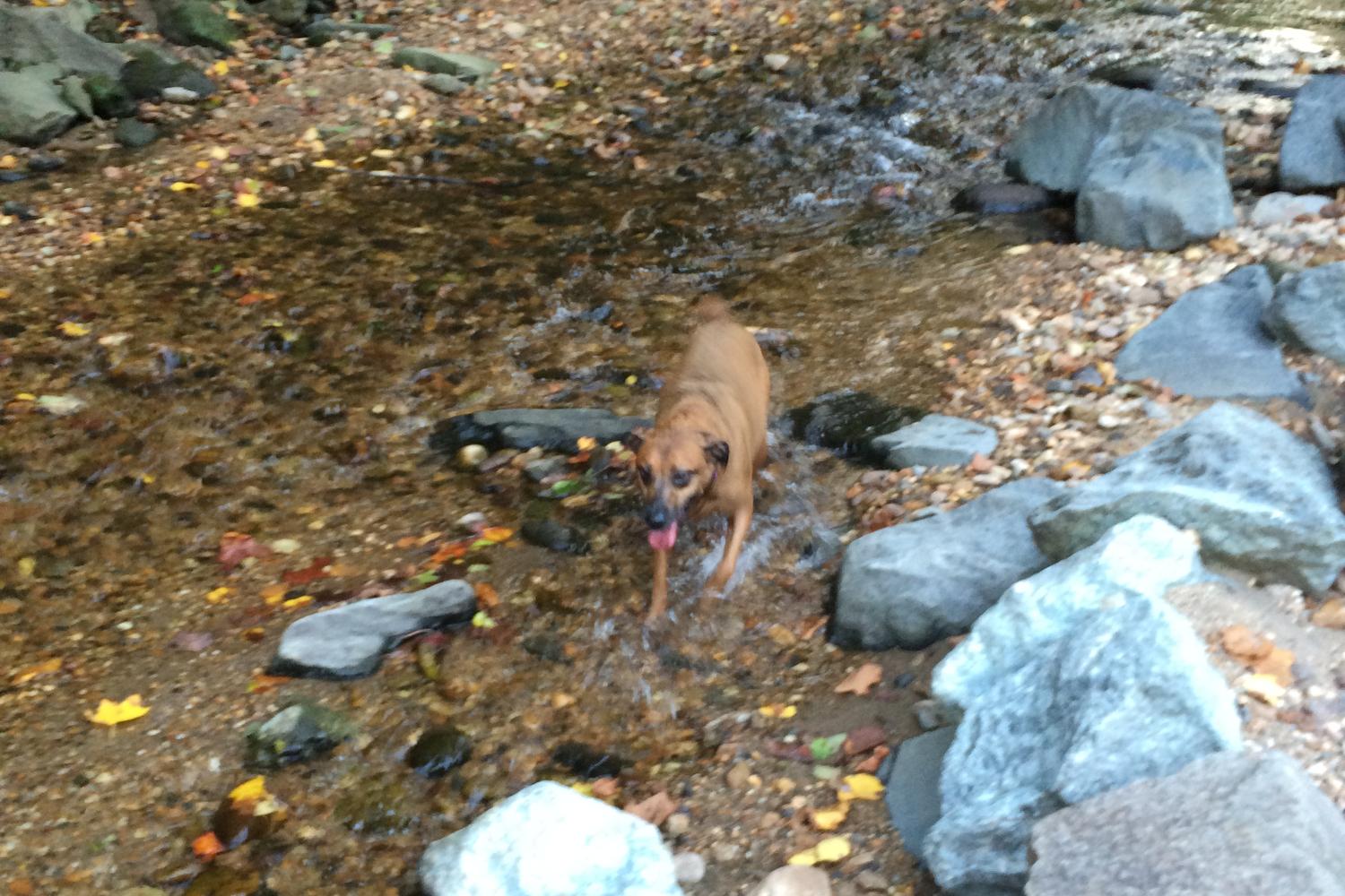 Glencarlyn Park 3