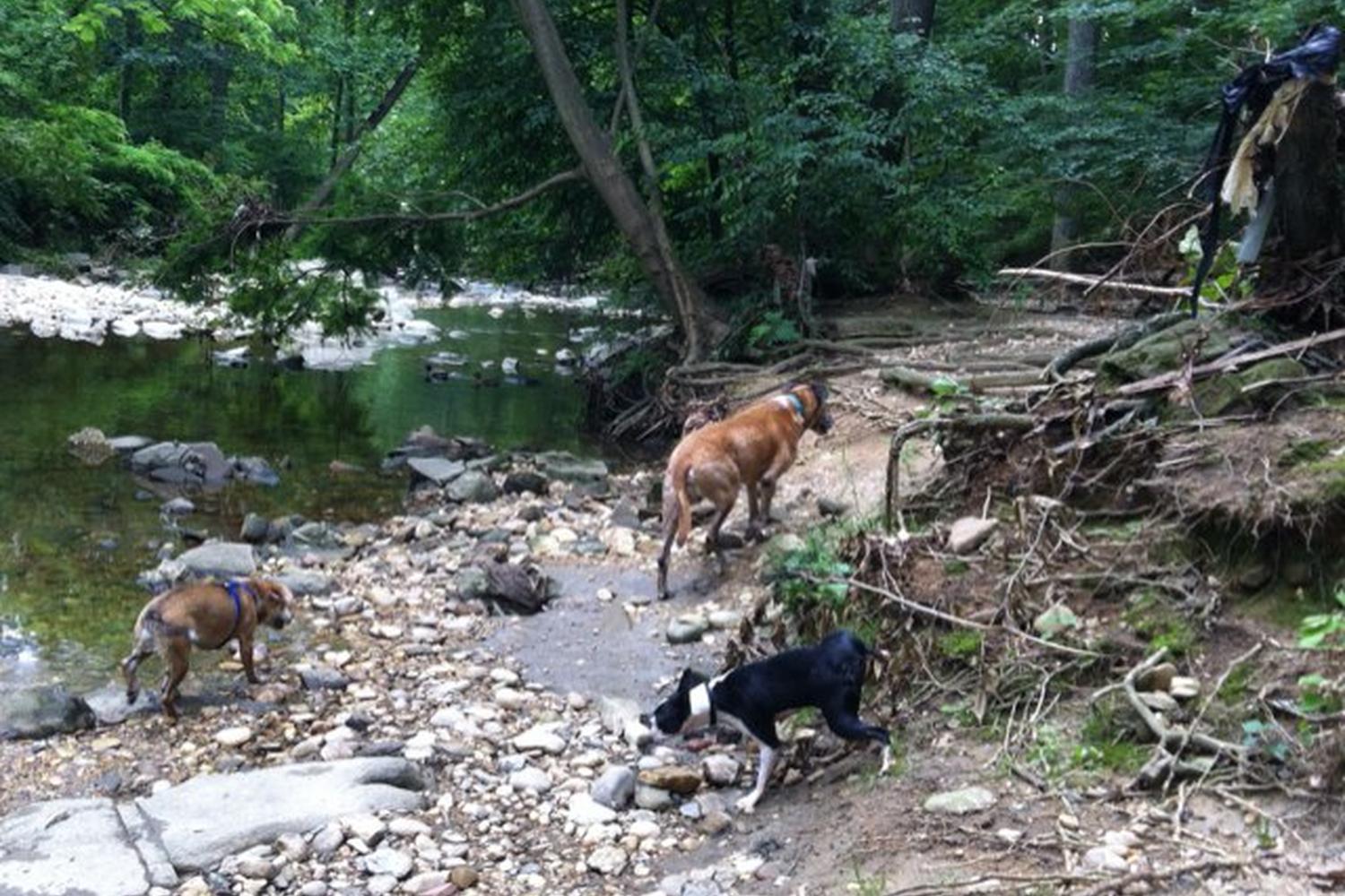 Glencarlyn Park 2