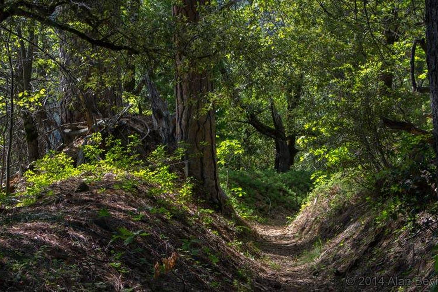 Calaveras Big Trees State Park 1