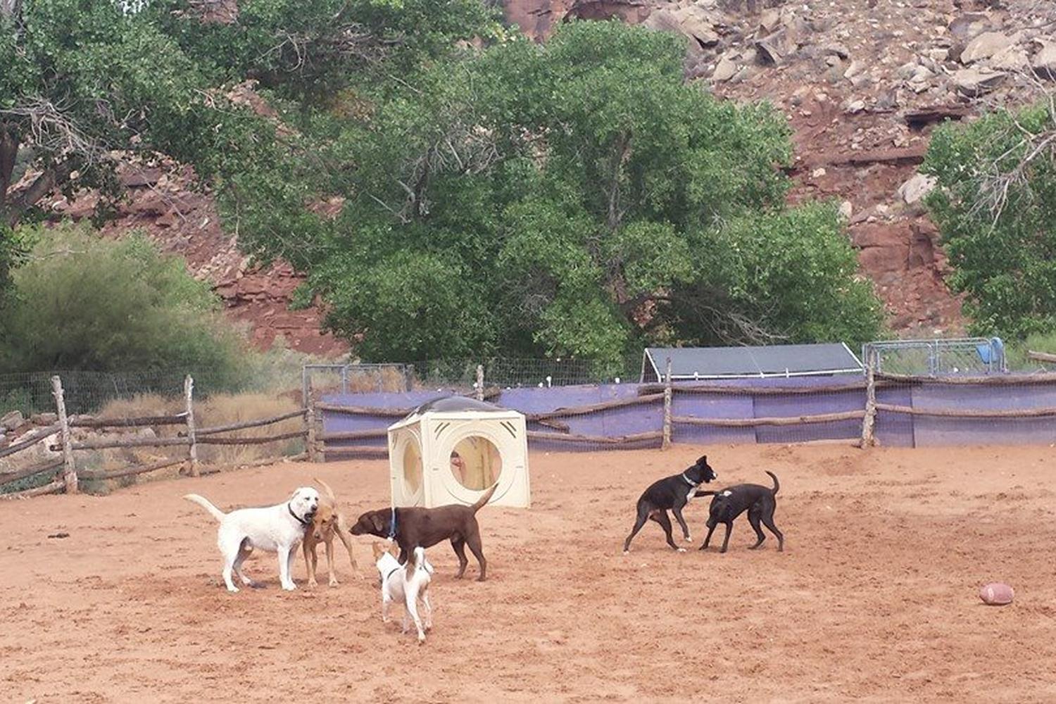 Doggy Dude Ranch 5