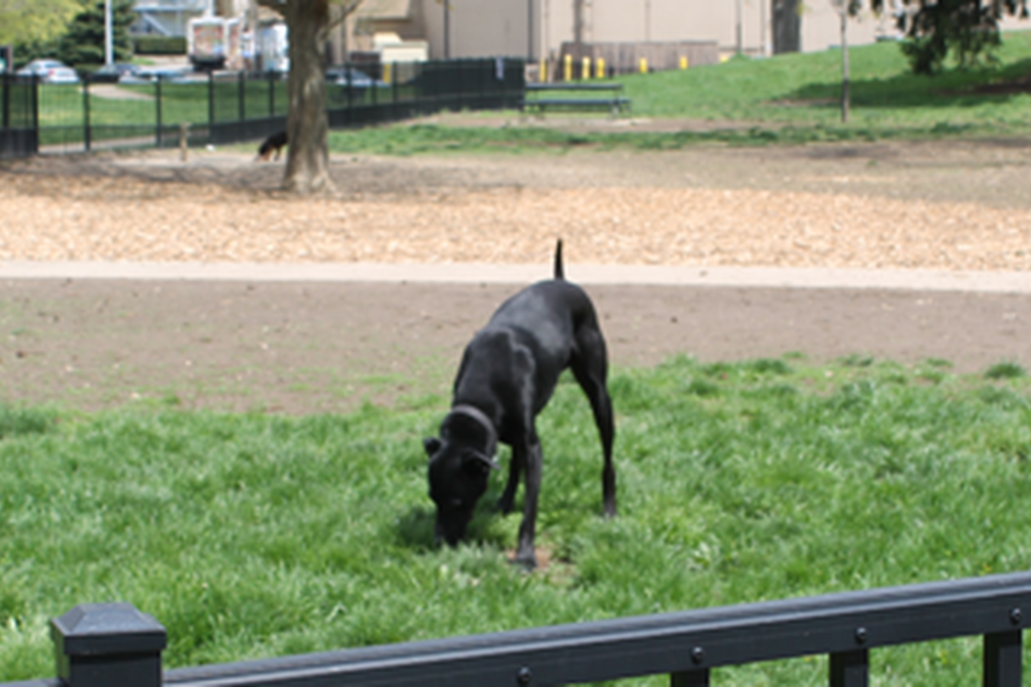 Big Walnut Dog Park 1