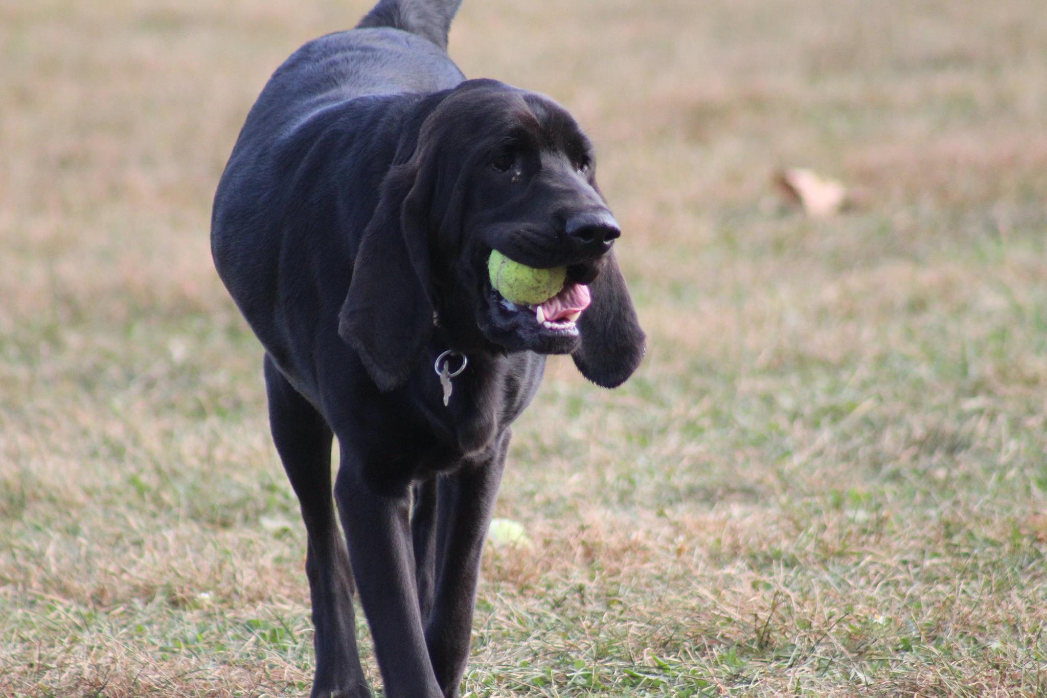 Smock Bark Park 3