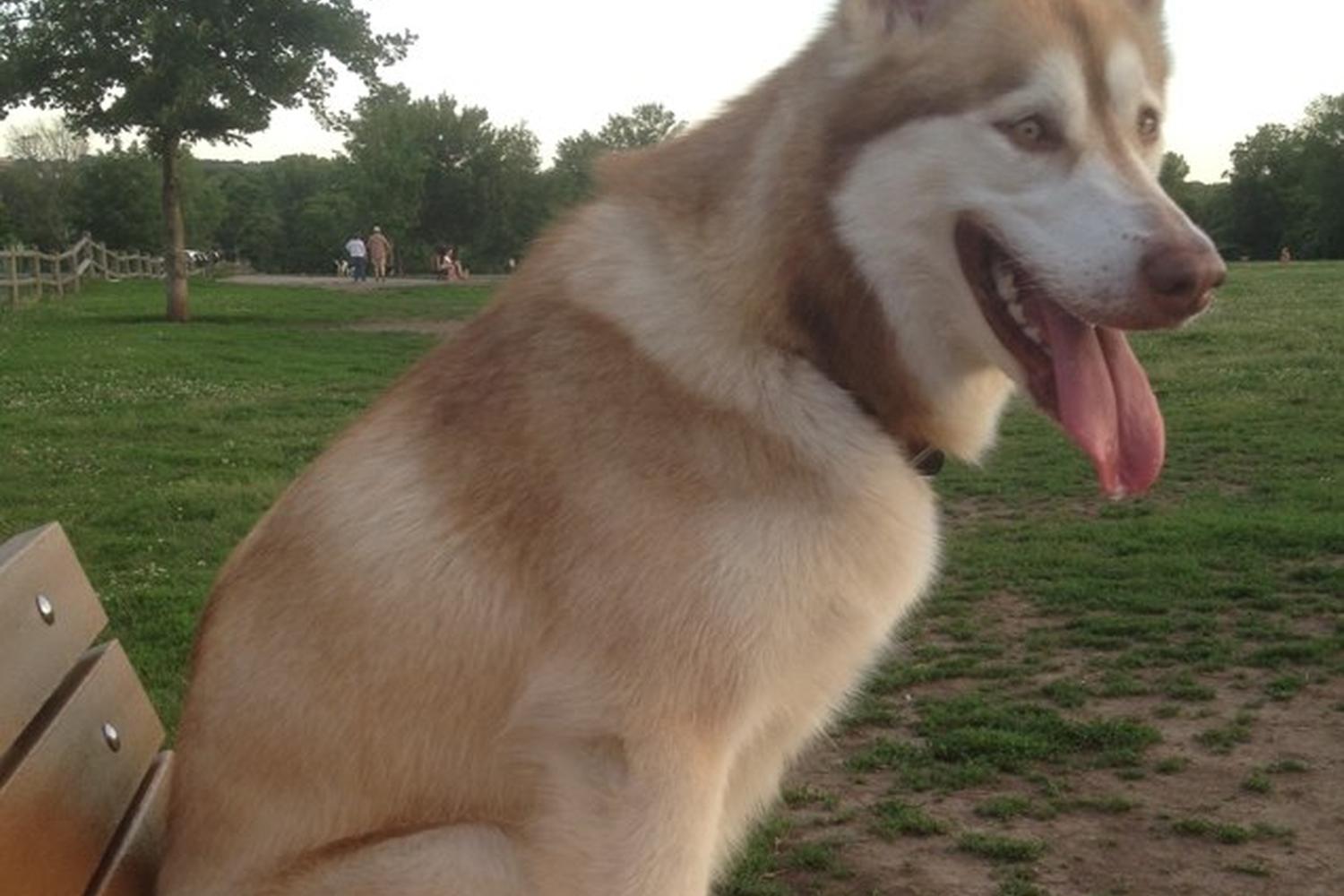 Thomas S. Stoll Dog Park 0