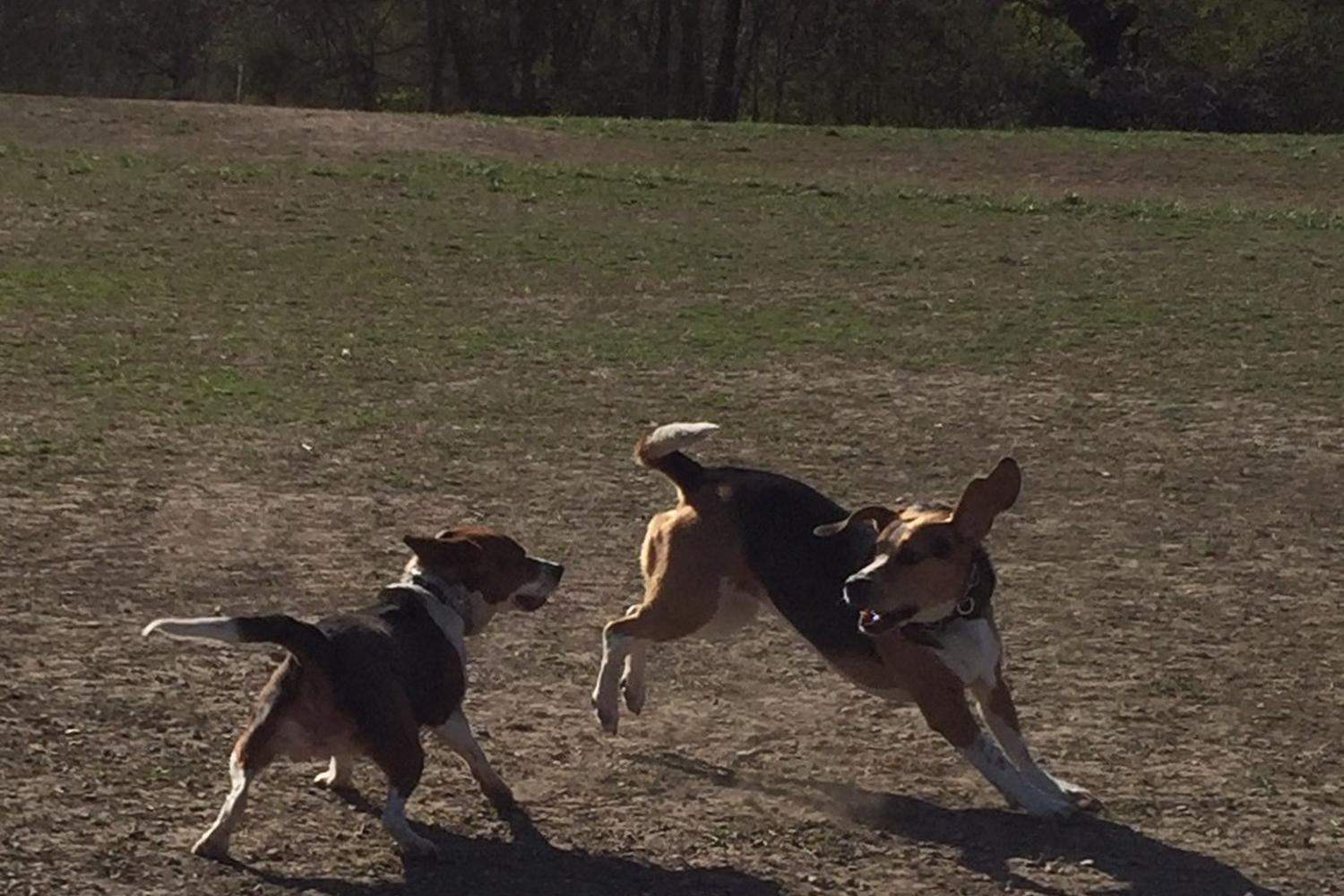 Thomas S. Stoll Dog Park 4