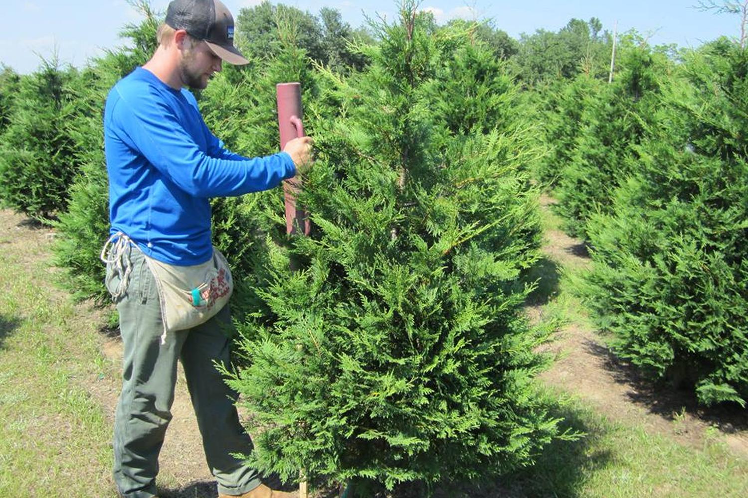 Fish River Trees Farm 2