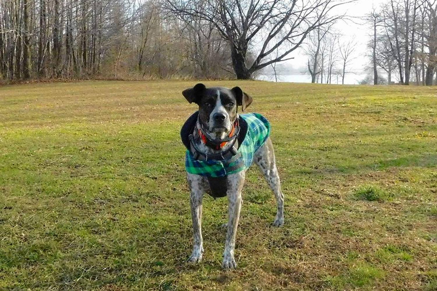 Pelham Bay Park Dog Run 4