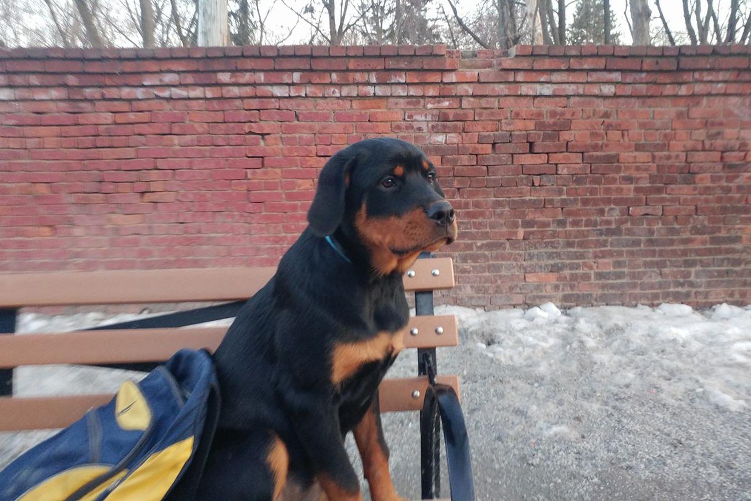 Pelham Bay Park Dog Run 7
