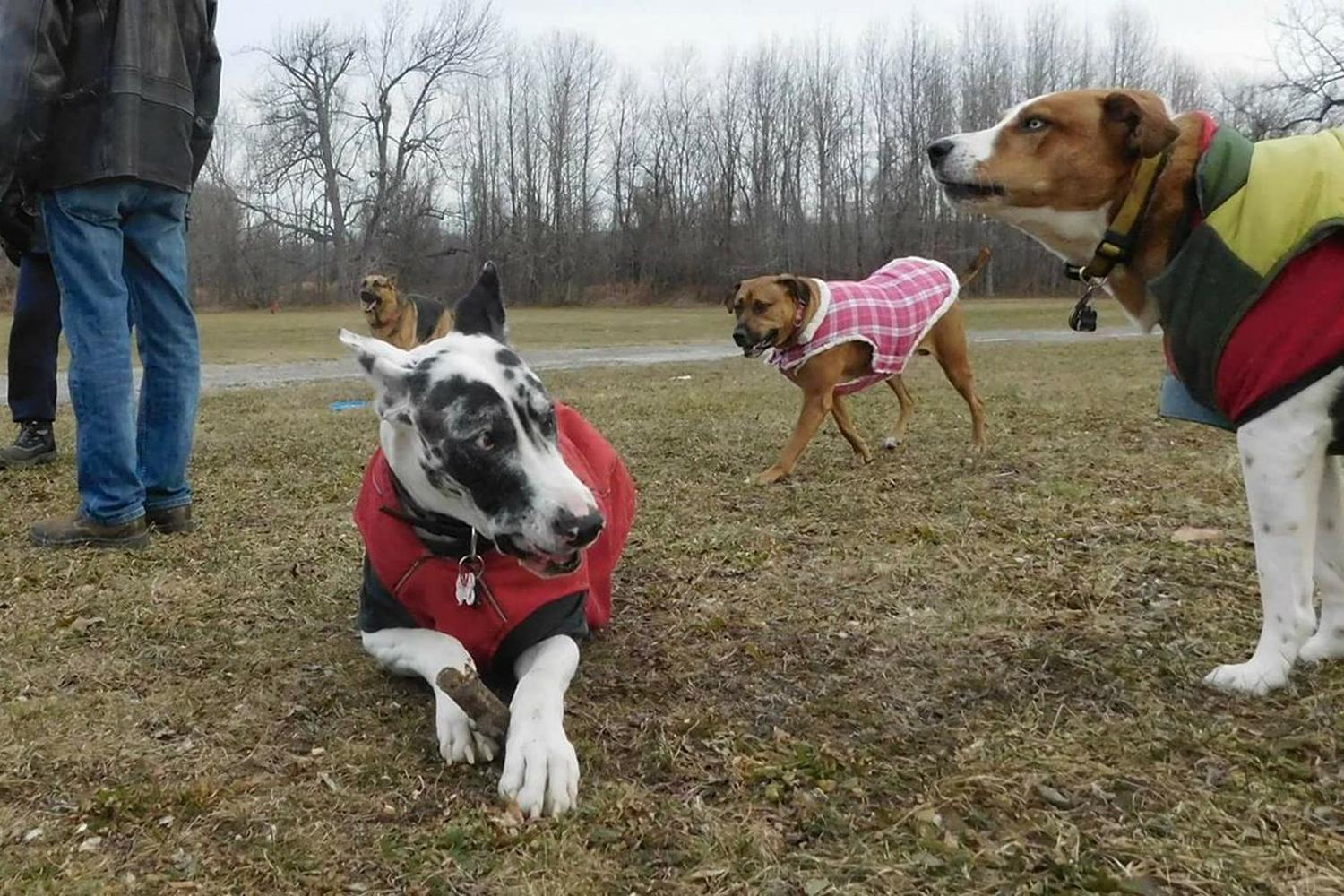 Pelham Bay Park Dog Run 6