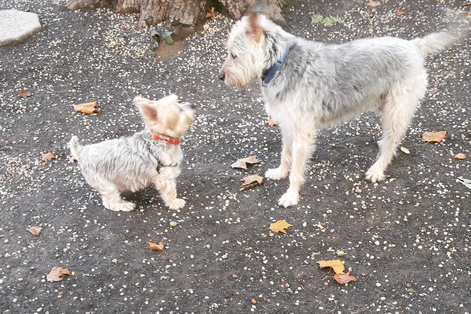 Mario Lanza Dog Park 4
