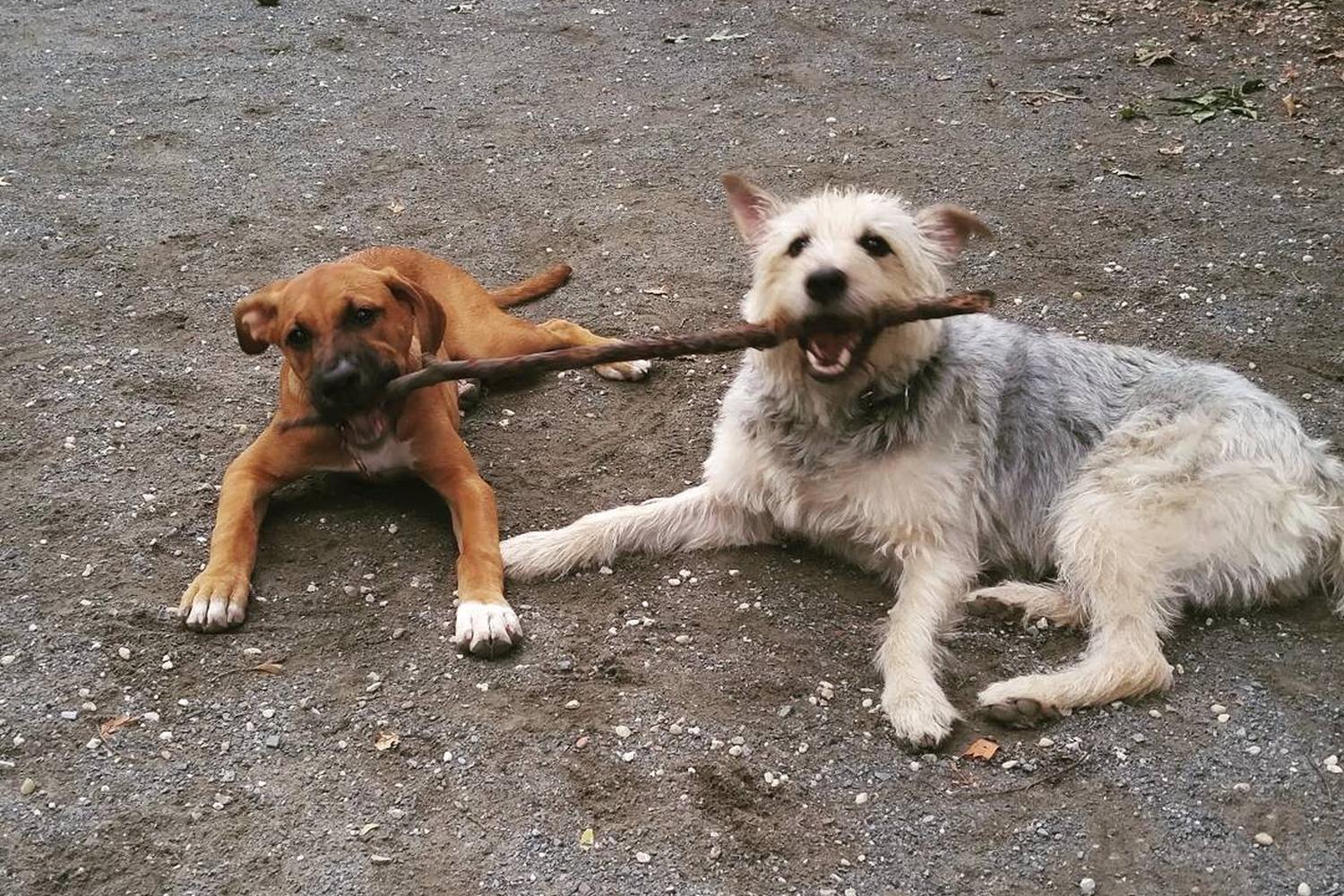 Mario Lanza Dog Park 6