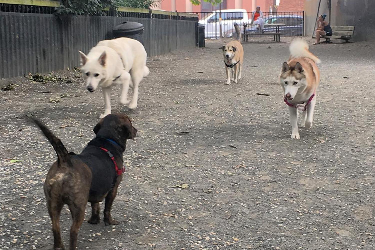 Mario Lanza Dog Park 3