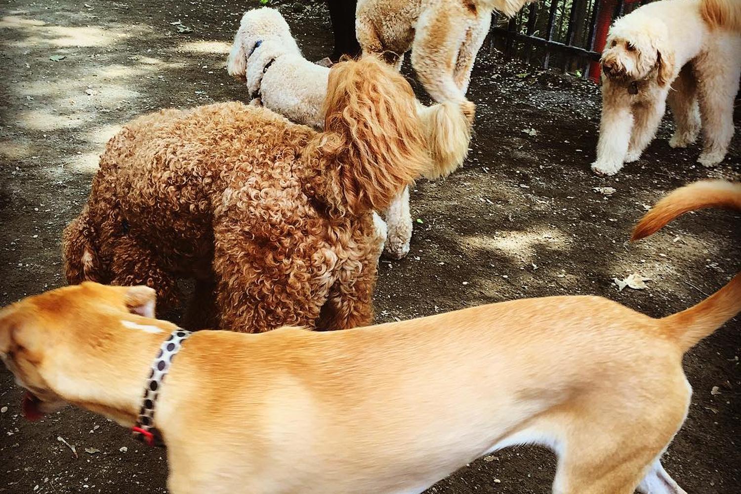 Mario Lanza Dog Park 2