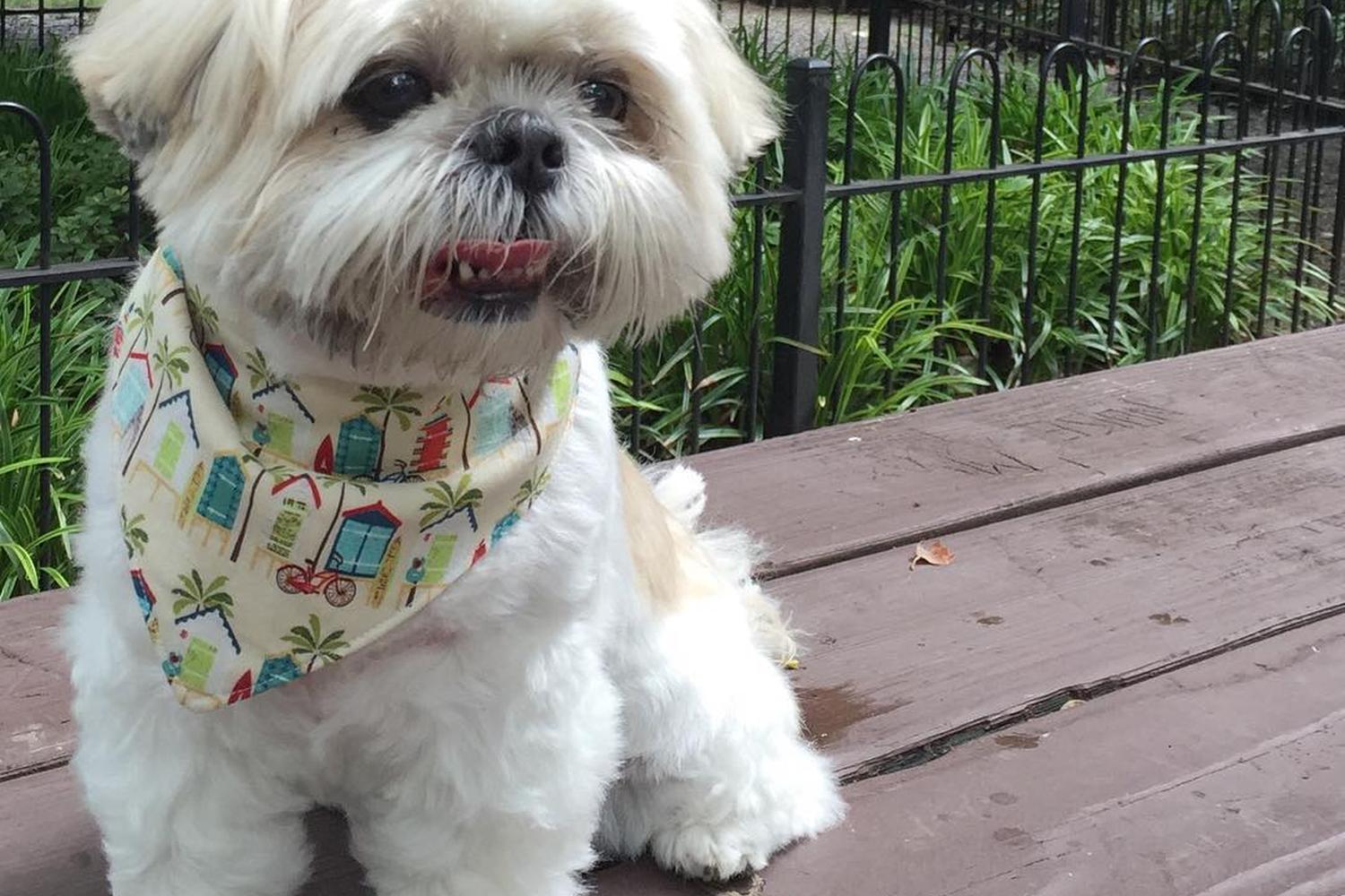 Mario Lanza Dog Park 5