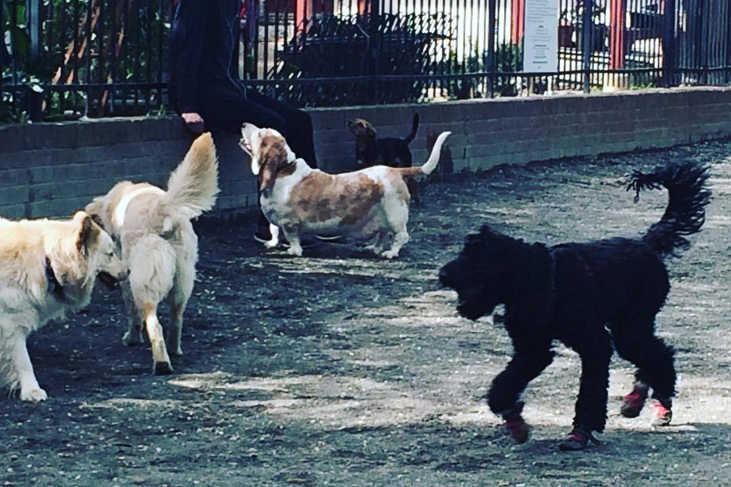 Mario Lanza Dog Park 1