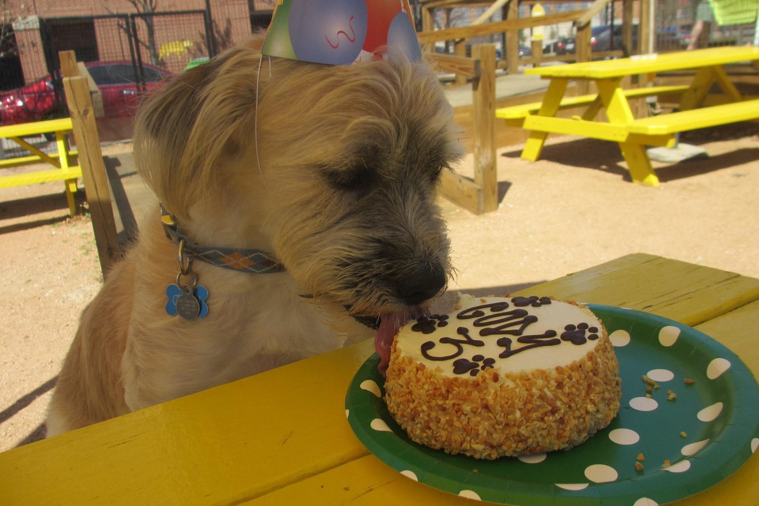 Mutts Canine Cantina 4