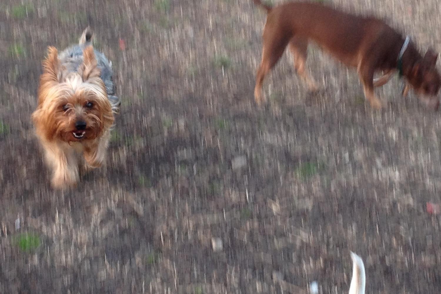 Mutts Canine Cantina 6