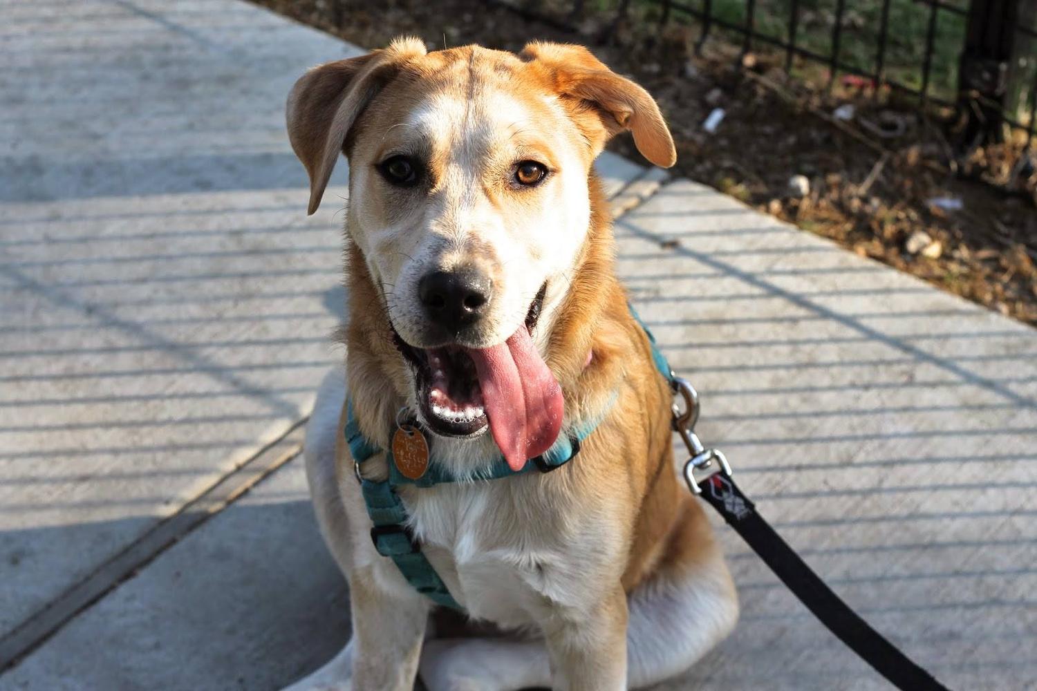 Mutts Canine Cantina 2