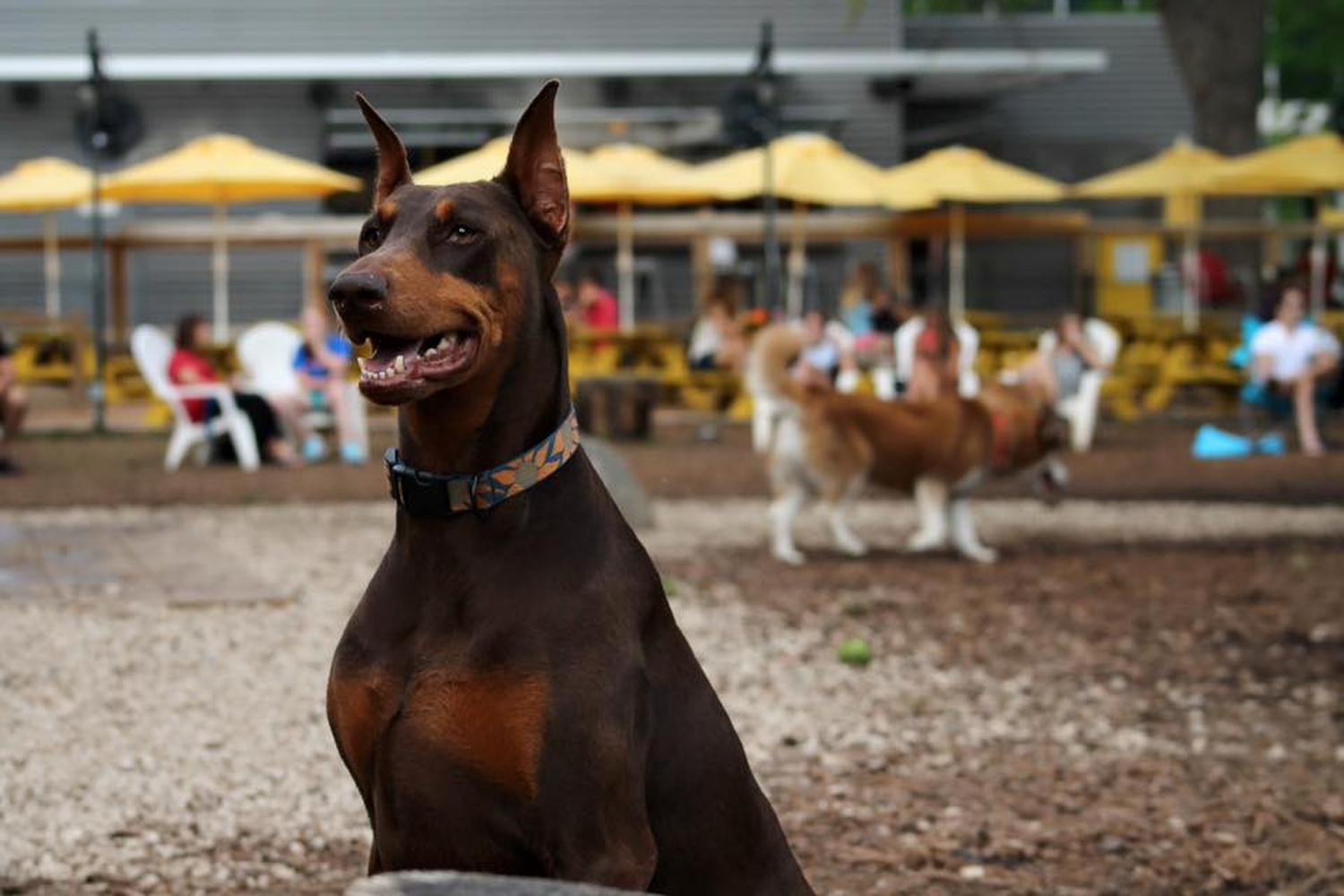 Mutts Canine Cantina 1