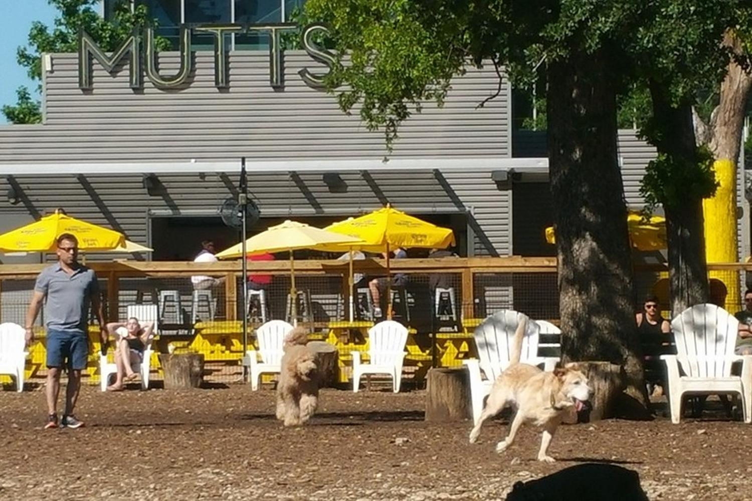 Mutts Canine Cantina 0