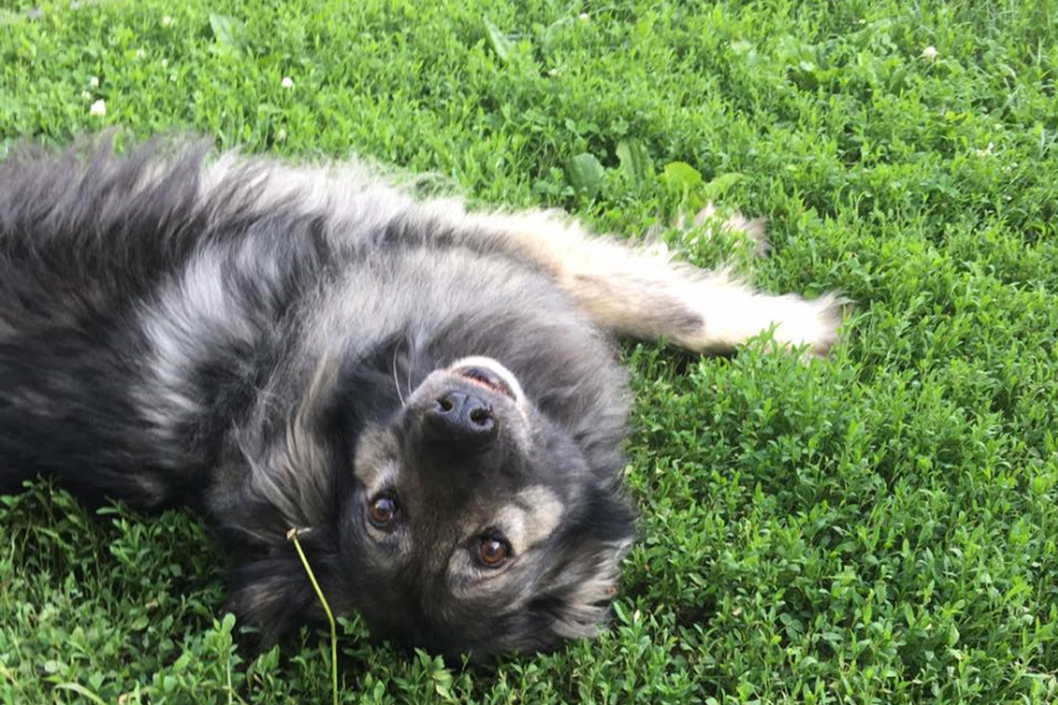 Alldredge Orchards 2