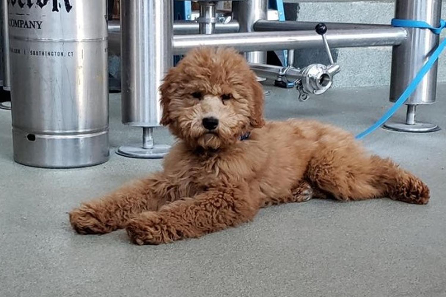 Witchdoctor Brewing Company 1