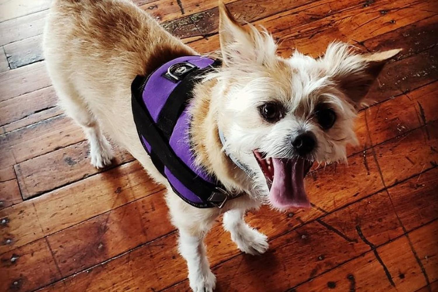 Witchdoctor Brewing Company 6