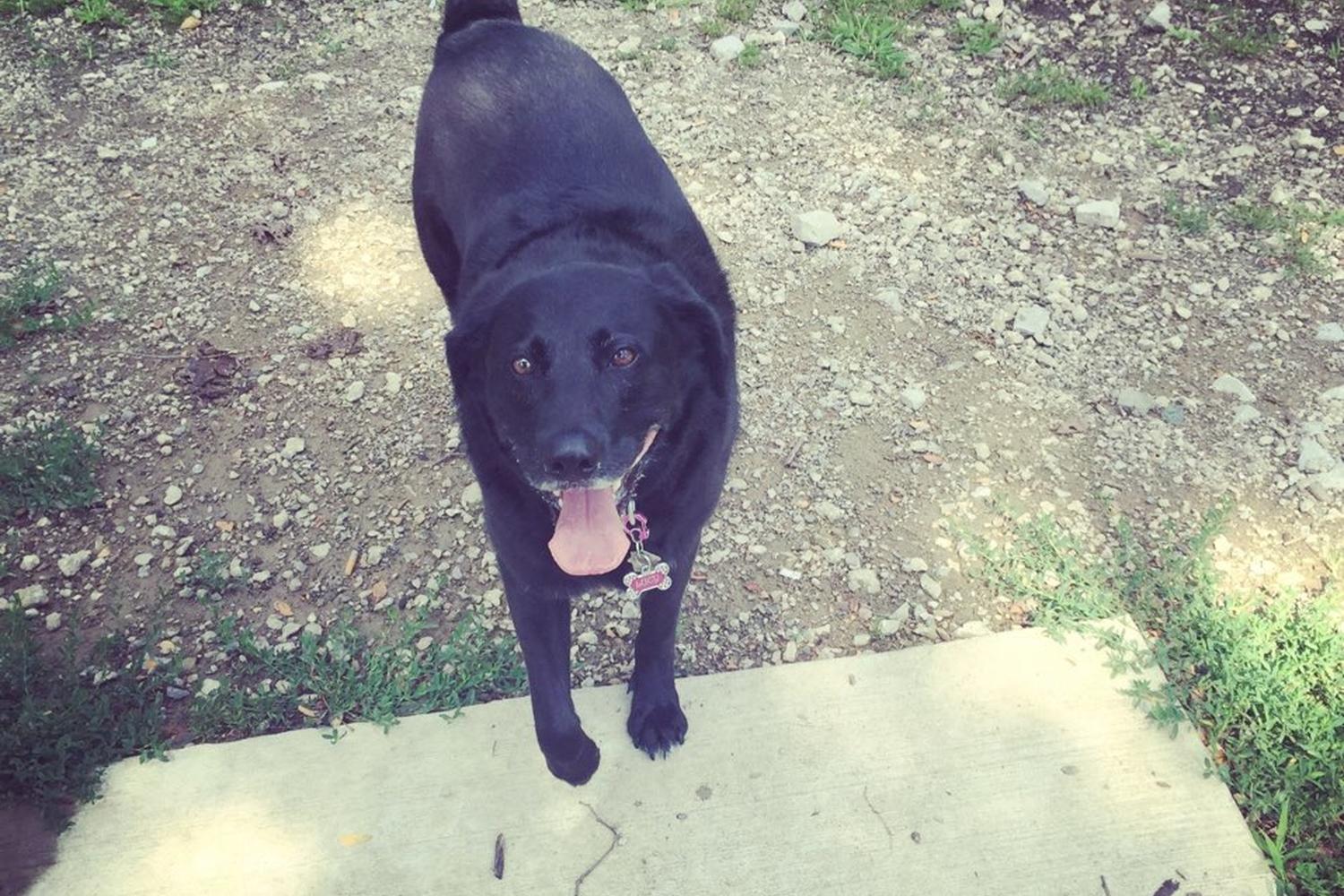 Mt. Airy Forest Dog Park 5