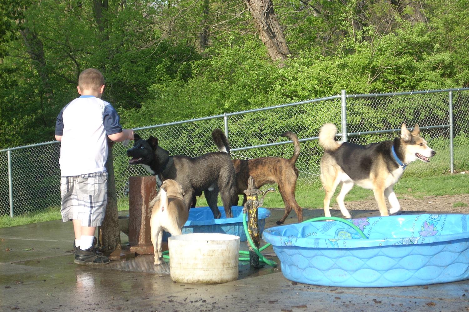 Mt. Airy Forest Dog Park 3