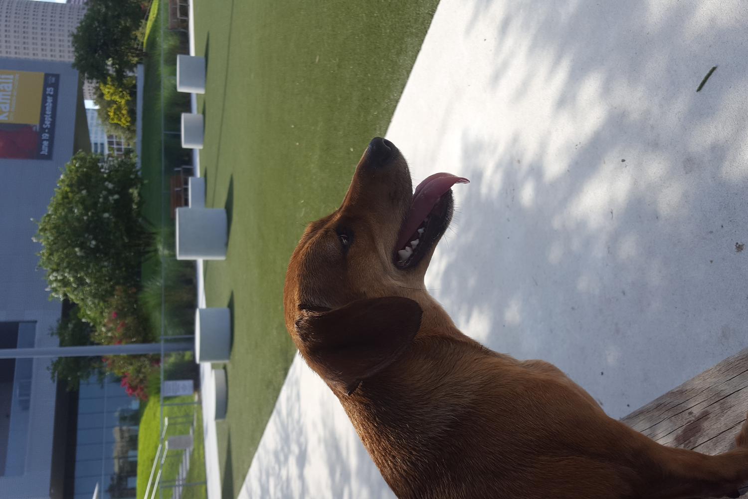 Curtis Hixon Waterfront Dog Park 2