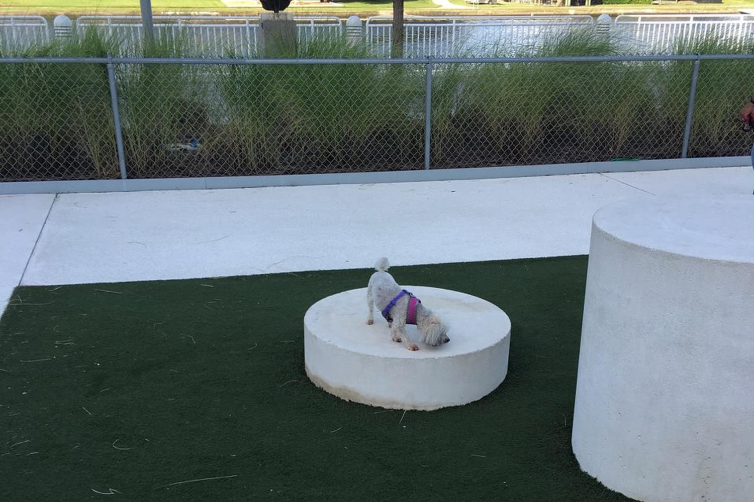 Curtis Hixon Waterfront Dog Park 4