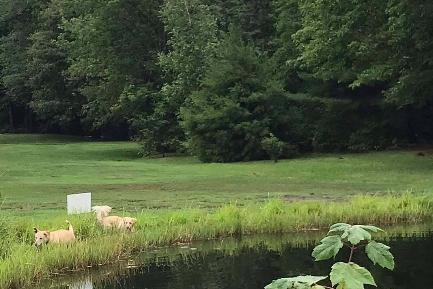 Pleasant Hill Disc Golf and Pro Shop 4