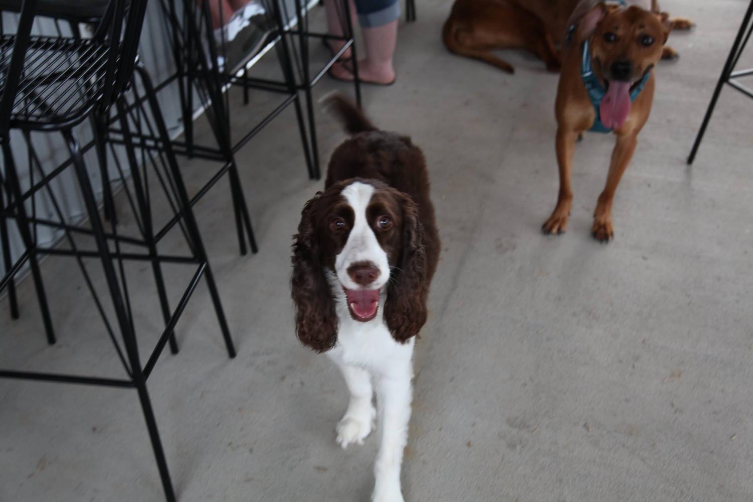 The Unleashed Dog Bar 3