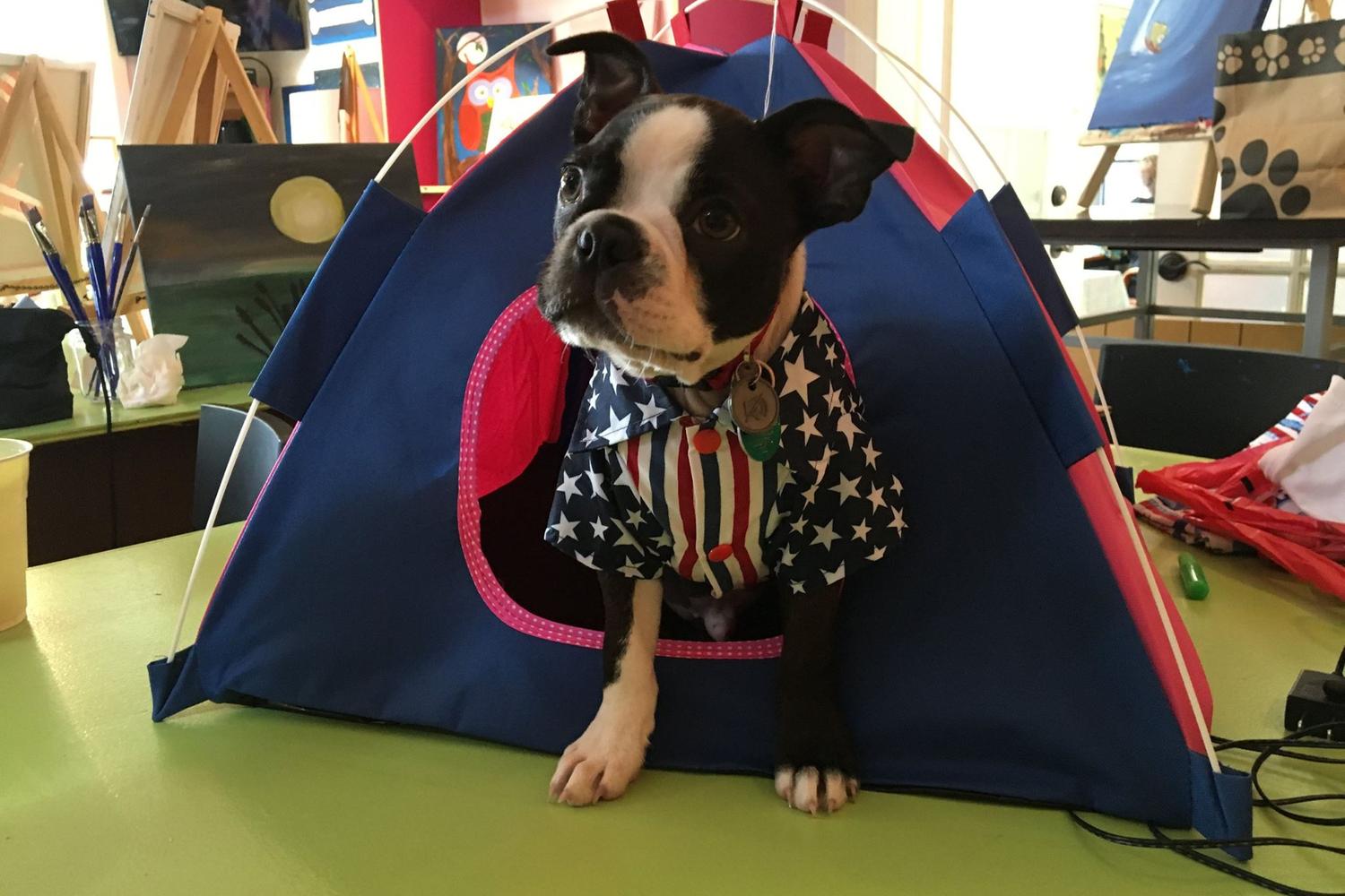 Pawcasso Art Studio and Pet Boutique 2