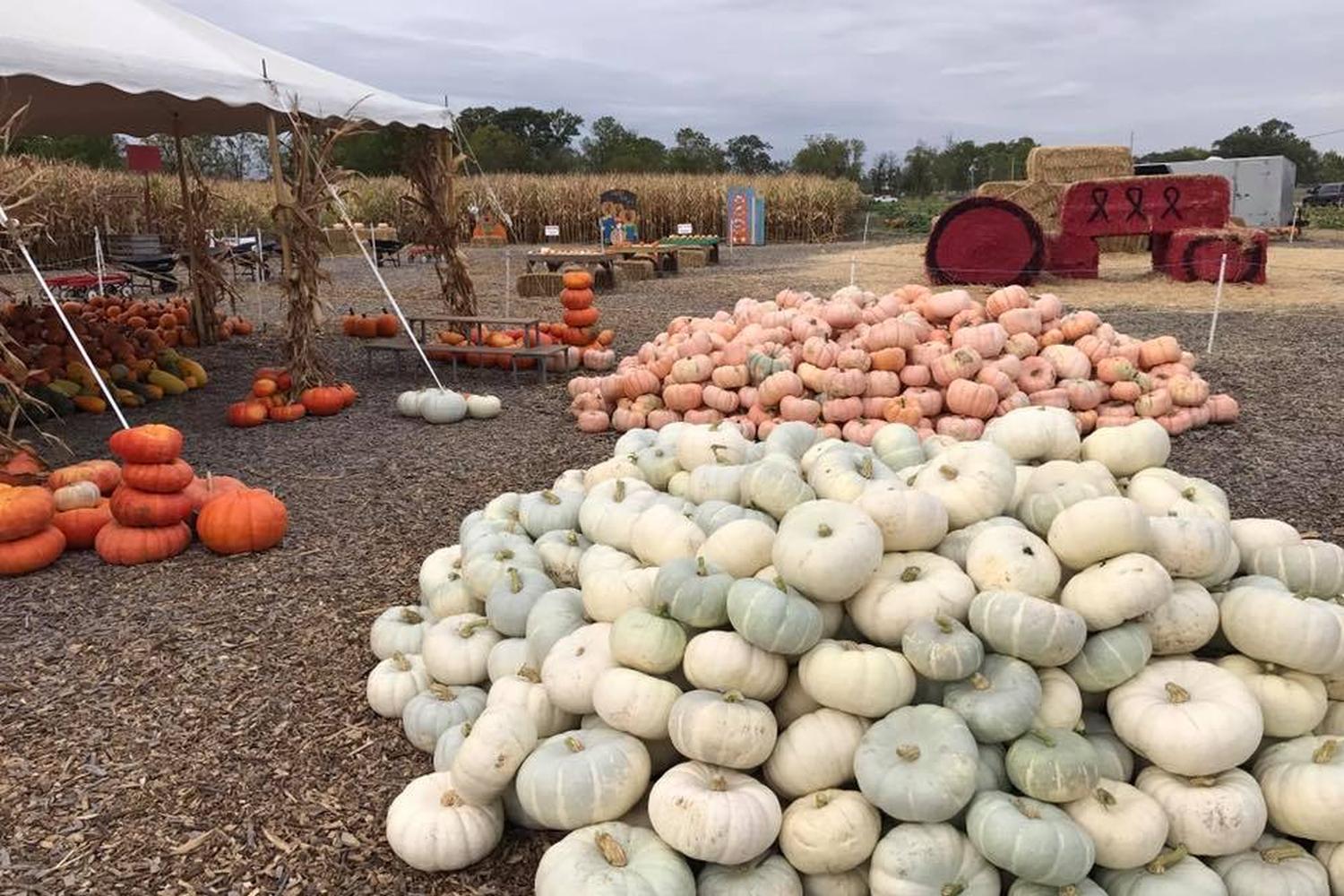 Brownsburg Corn Maze and Pumpkin Patch 2